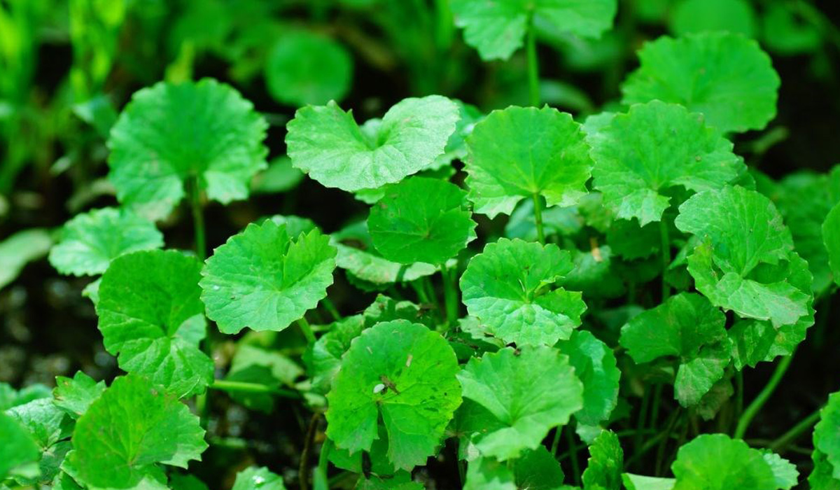 Rau má là loại nguyên liệu dễ tìm để tạo nên món nước ép rau má đậu xanh